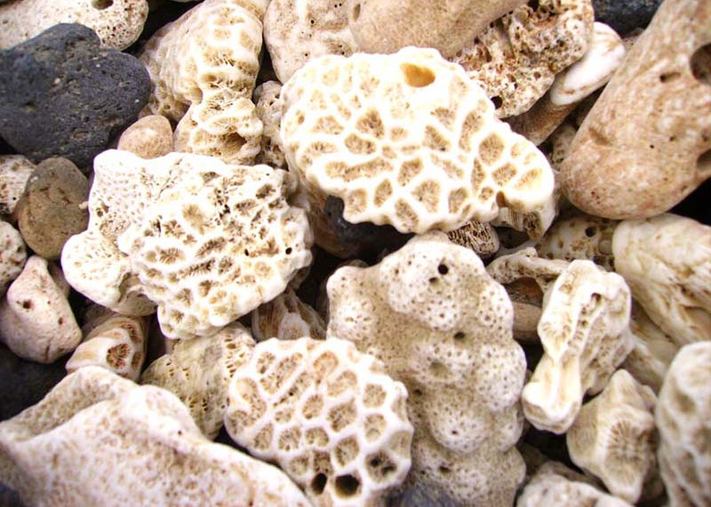 家庭鱼缸中的珊瑚石,不但可以净化水质,还能调节ph值