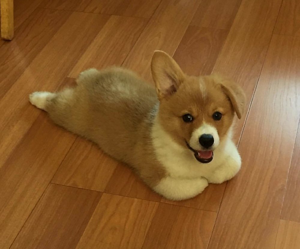 在美国,有只巨型的柯基,体型庞大的像金毛