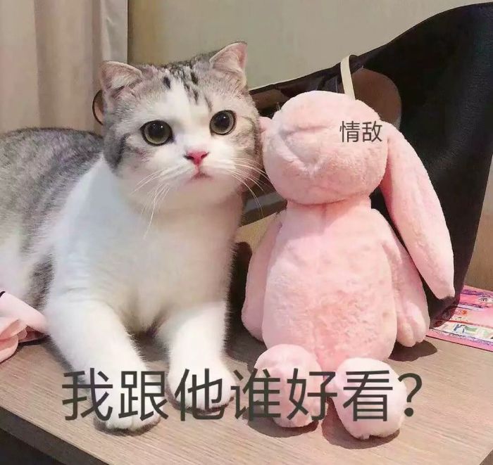 表情包:可爱肥猫表情包,又乖又怂卖萌专用!