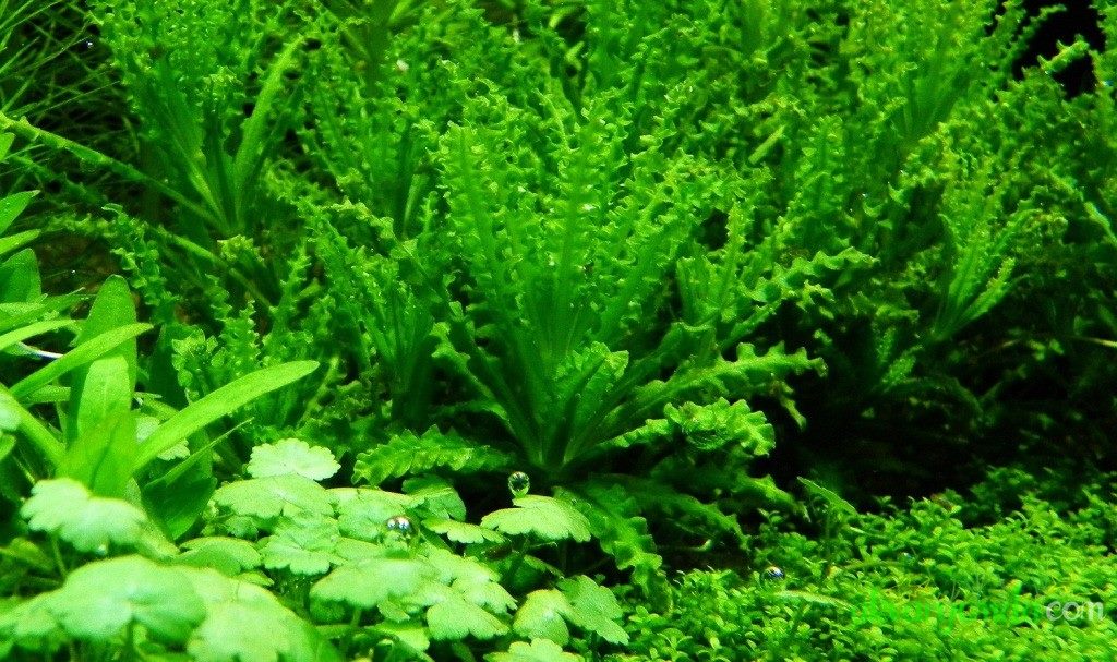 草缸超级难养的喷泉太阳水草,新手看完也可以养出好状态