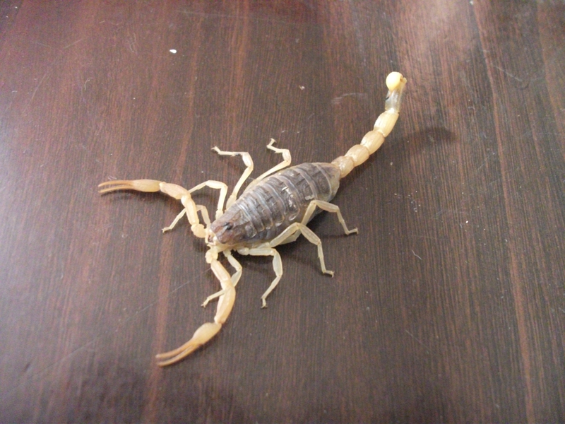 自然传奇蝎子图片