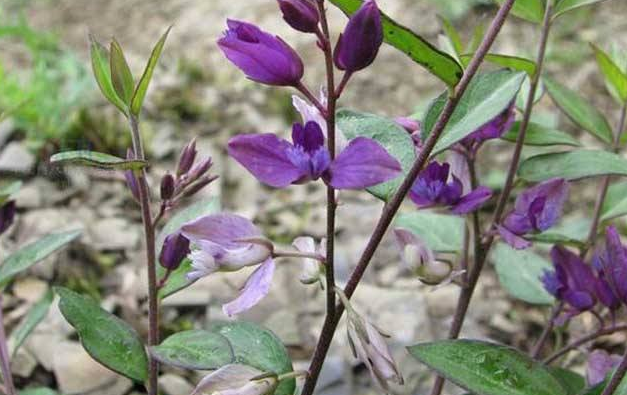 农村有一种野草,人称瓜子金,止咳有奇效,其价值不菲!