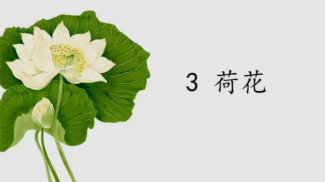 [图]部编版三年级下册语文：3.荷花（朗读视频）