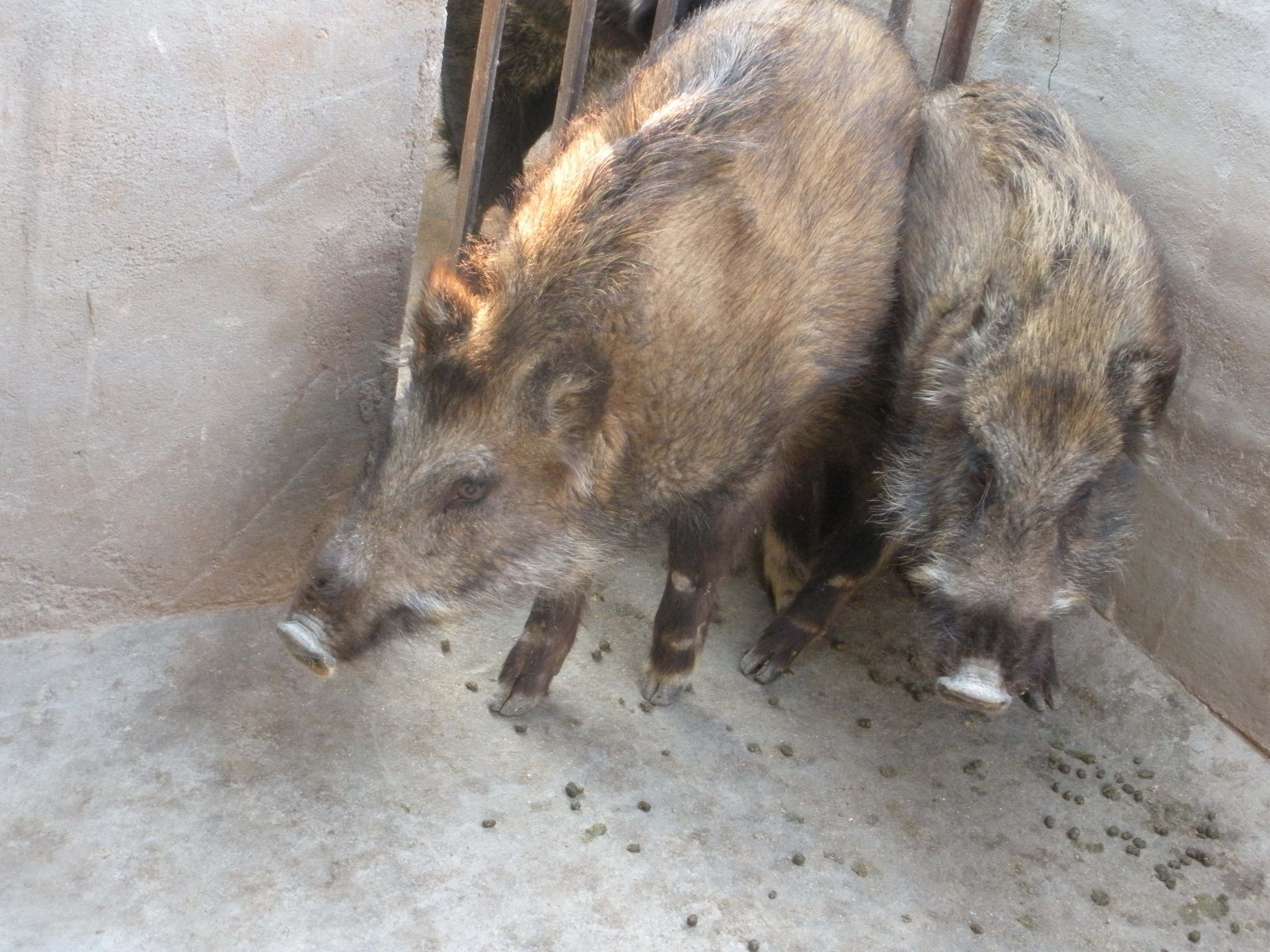 野猪养殖发展前景不错,有什么养殖优点?这6点你还不知道吗?