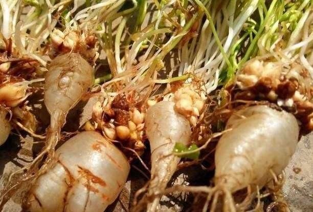 看到花盆长了"三叶草",经常拔掉,却不知根似萝卜,好吃买不到