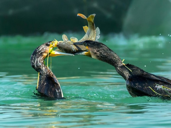 鸬鹚是捕鱼的一把好手,如何养护好鸬鹚呢,鸬鹚都是如何捕鱼