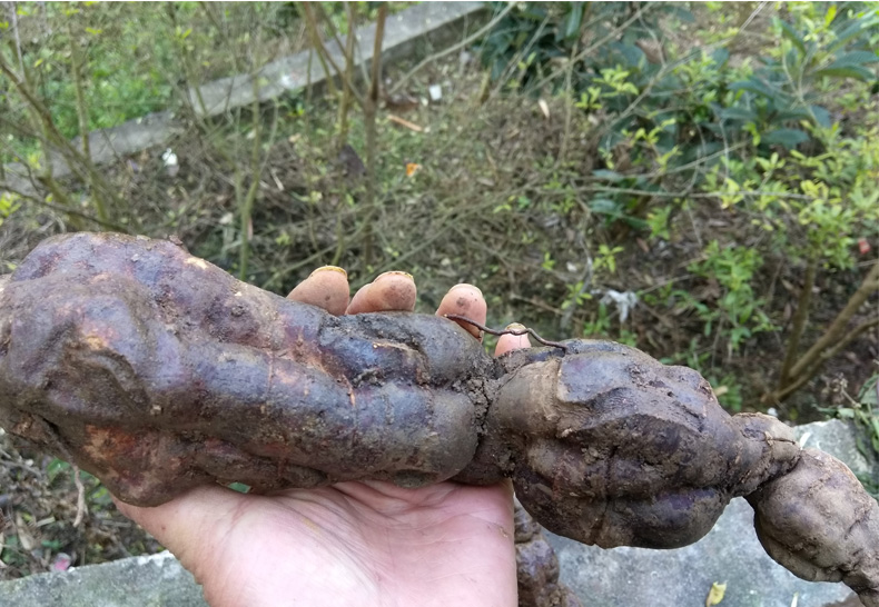 何首烏大多生長在山谷灌叢,山坡林下,溝邊石隙中,在中國陝西南部,甘肅