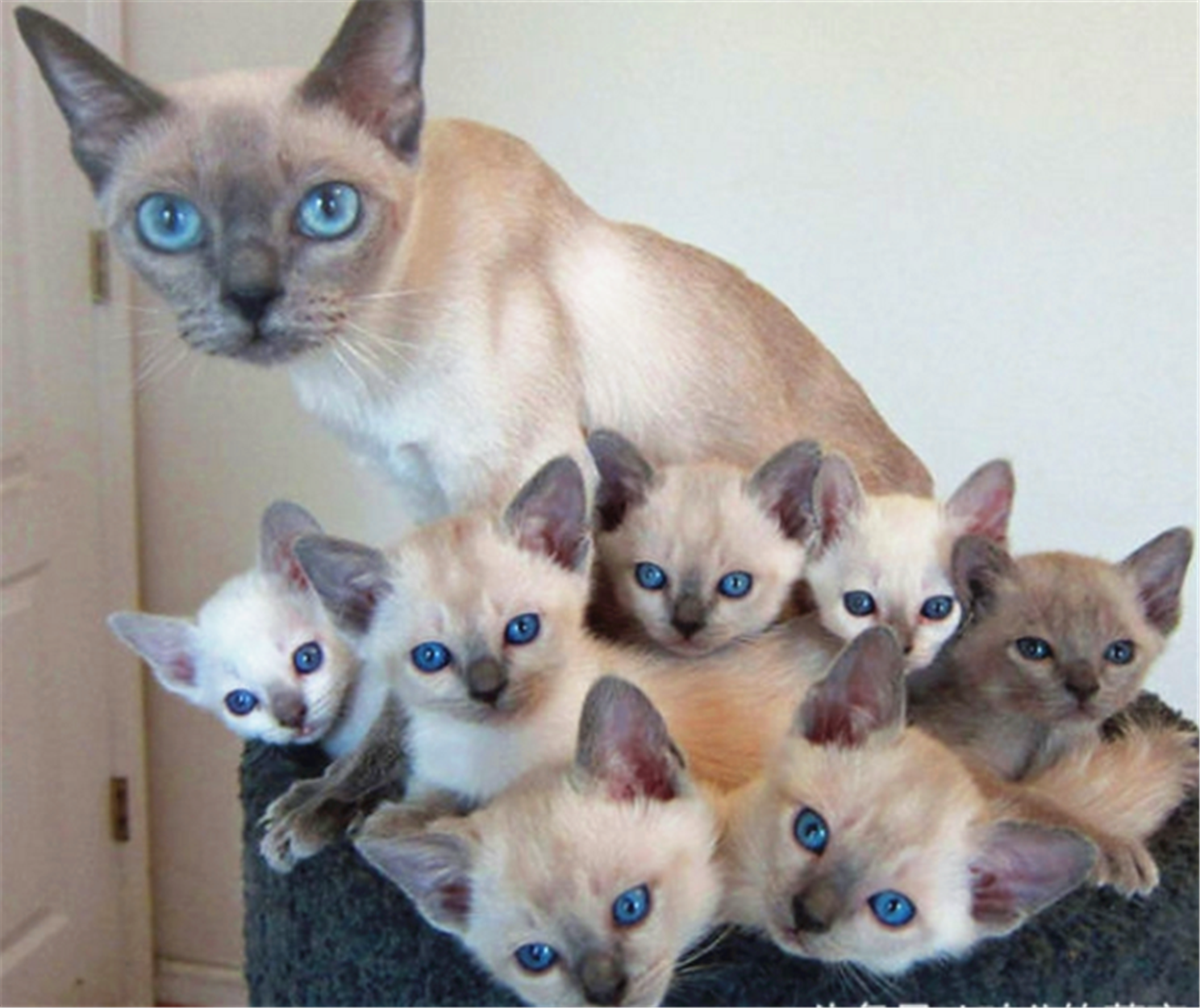 一群猫咪的亲子照,简直是萌翻了!