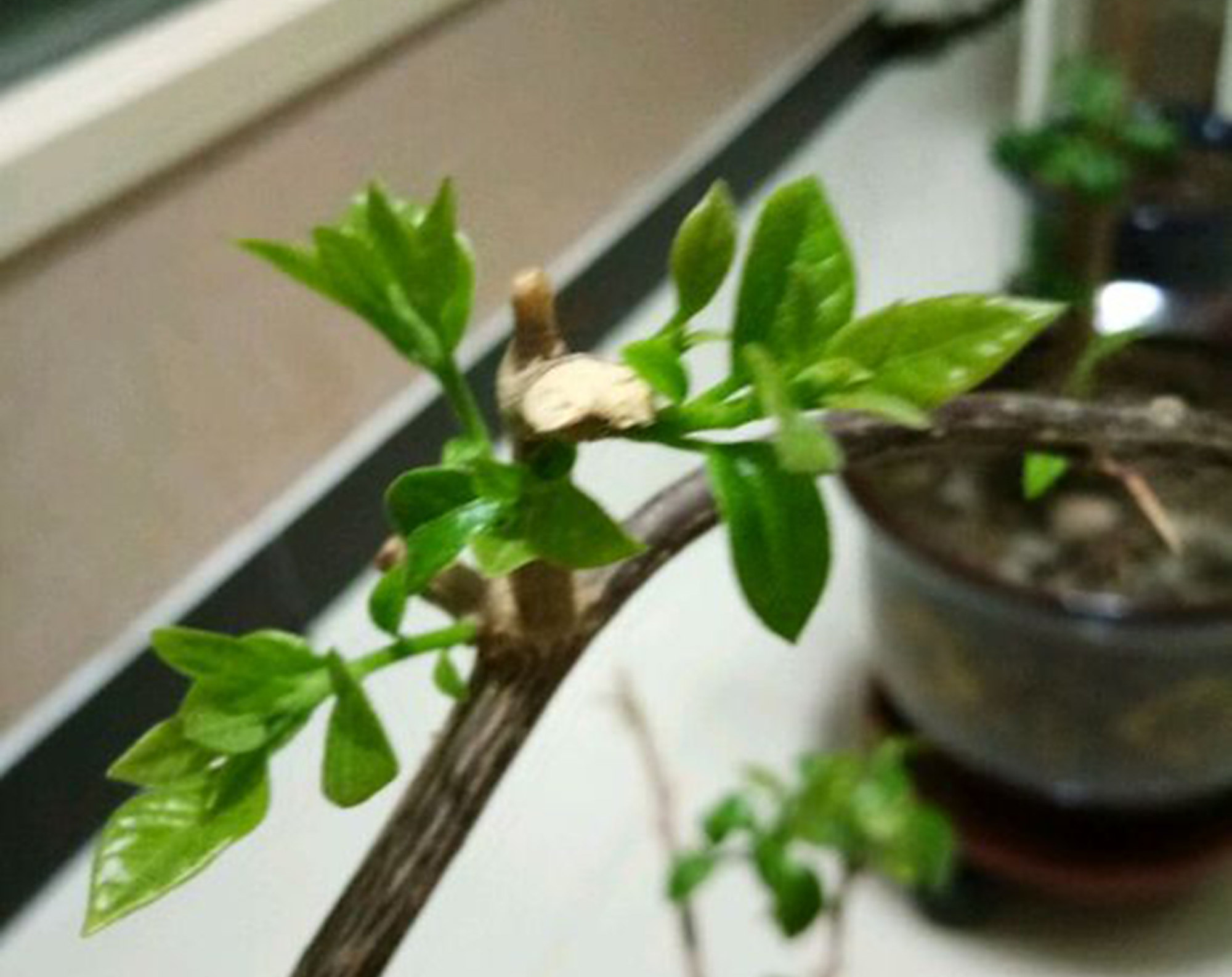 三角梅枝条上这种"小芽点"是花芽,不能去修剪,不然影响开花