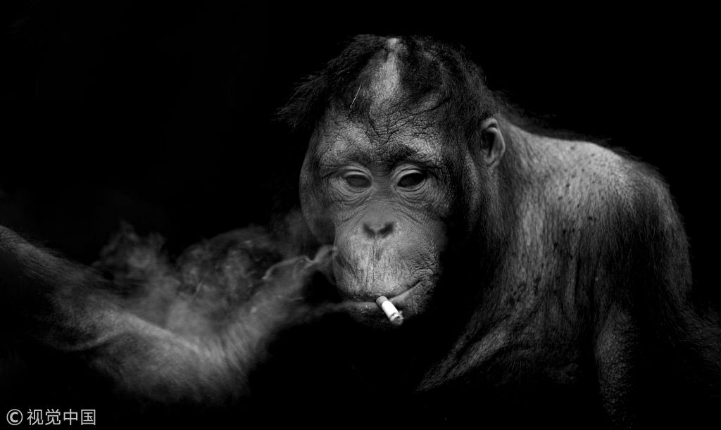 猴子抽烟照片图片
