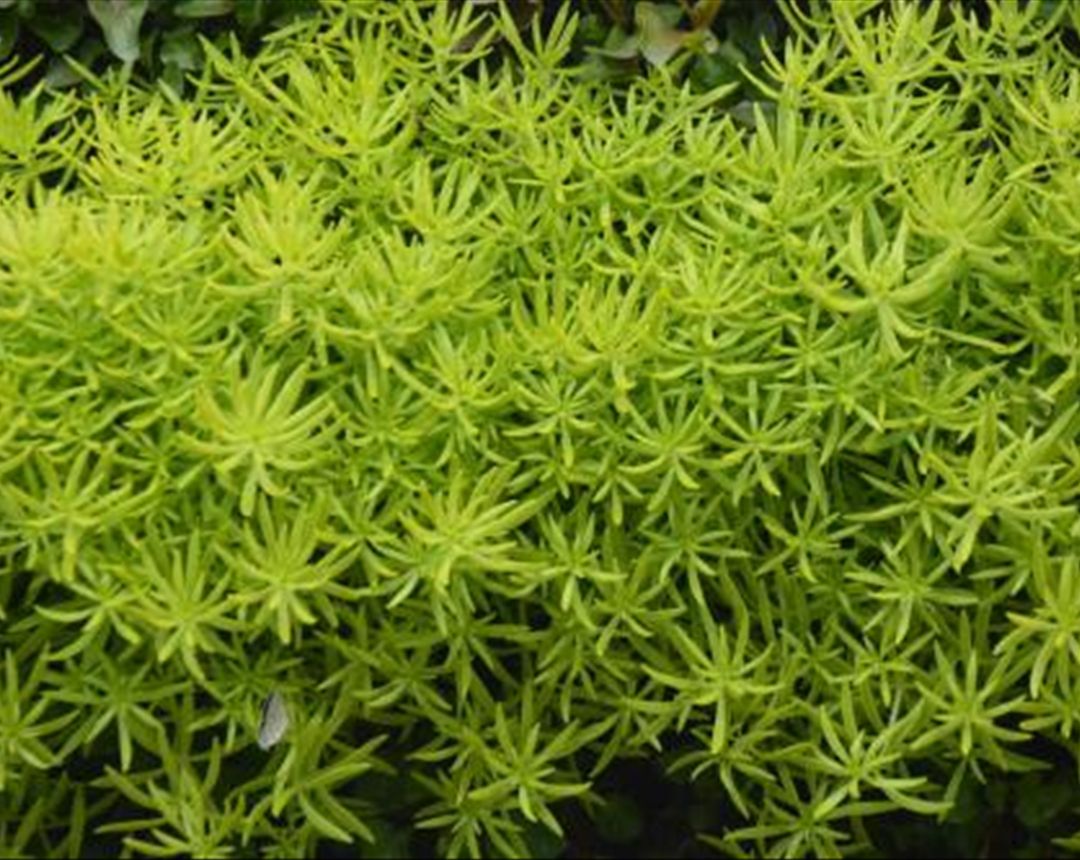 养殖佛甲草时,学会这3种繁殖方法,让你的佛甲草一盆变多盆