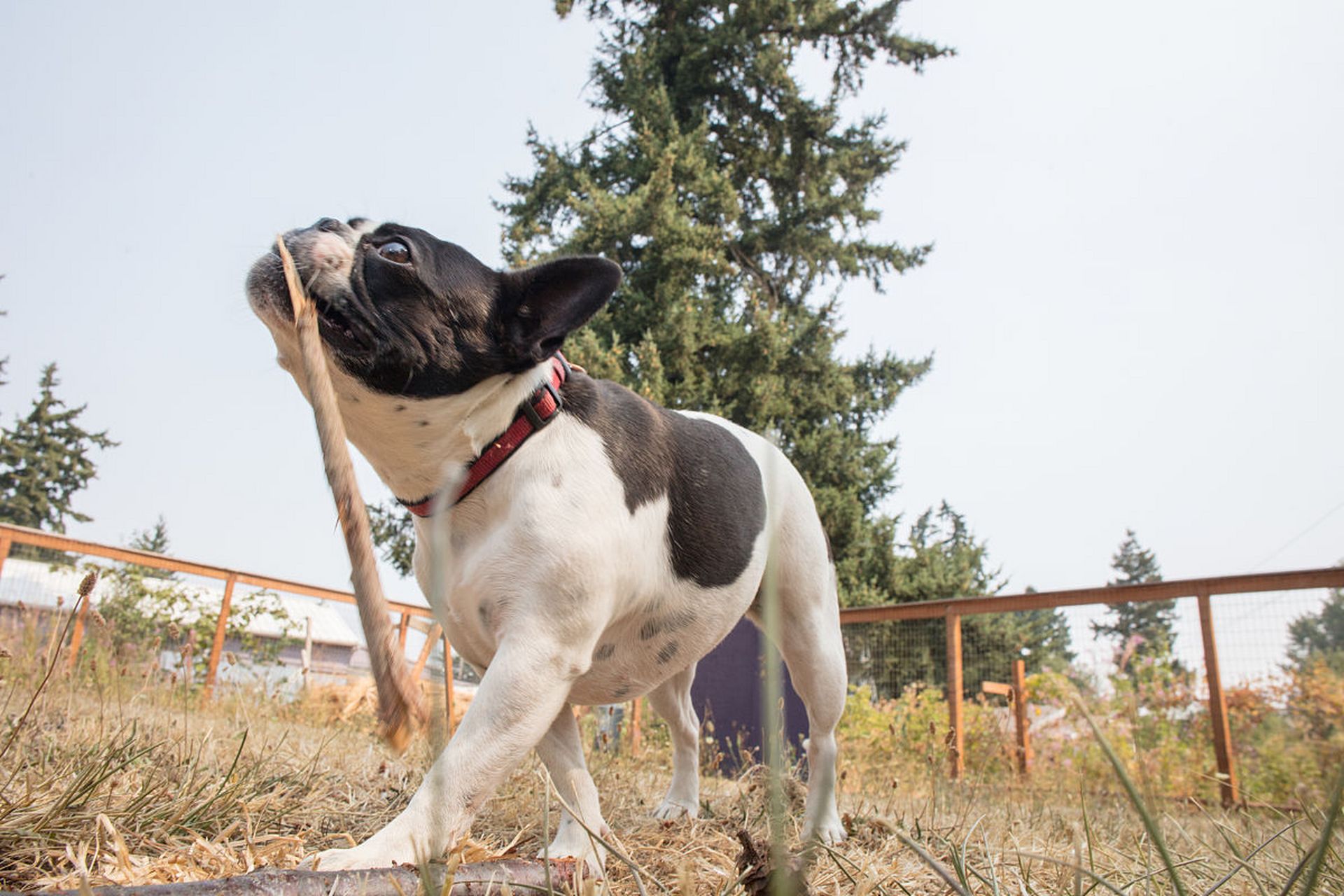 巴吉度猎犬非常聪明,易于训练,通常被用作猎犬或家庭宠物.
