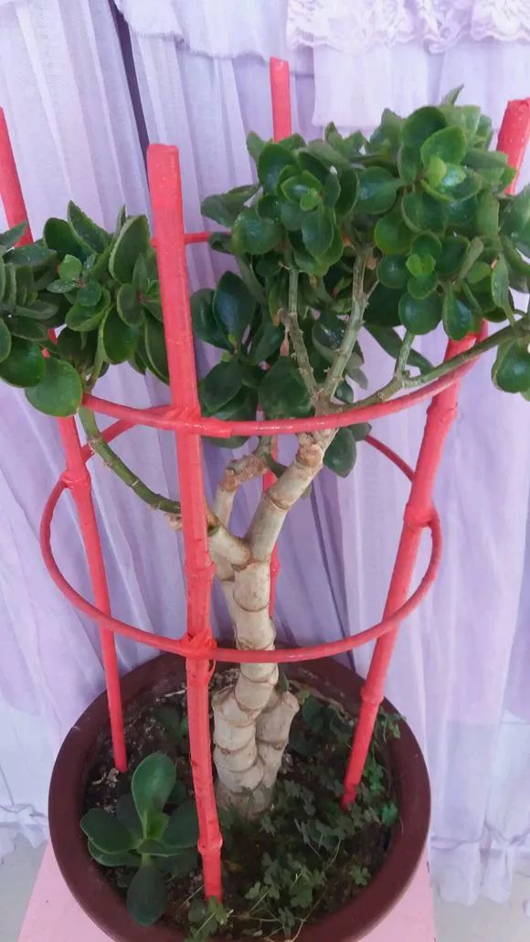 长寿花"嫁接"不死鸟,不烂根蹿枝快,迅速变5年老桩!