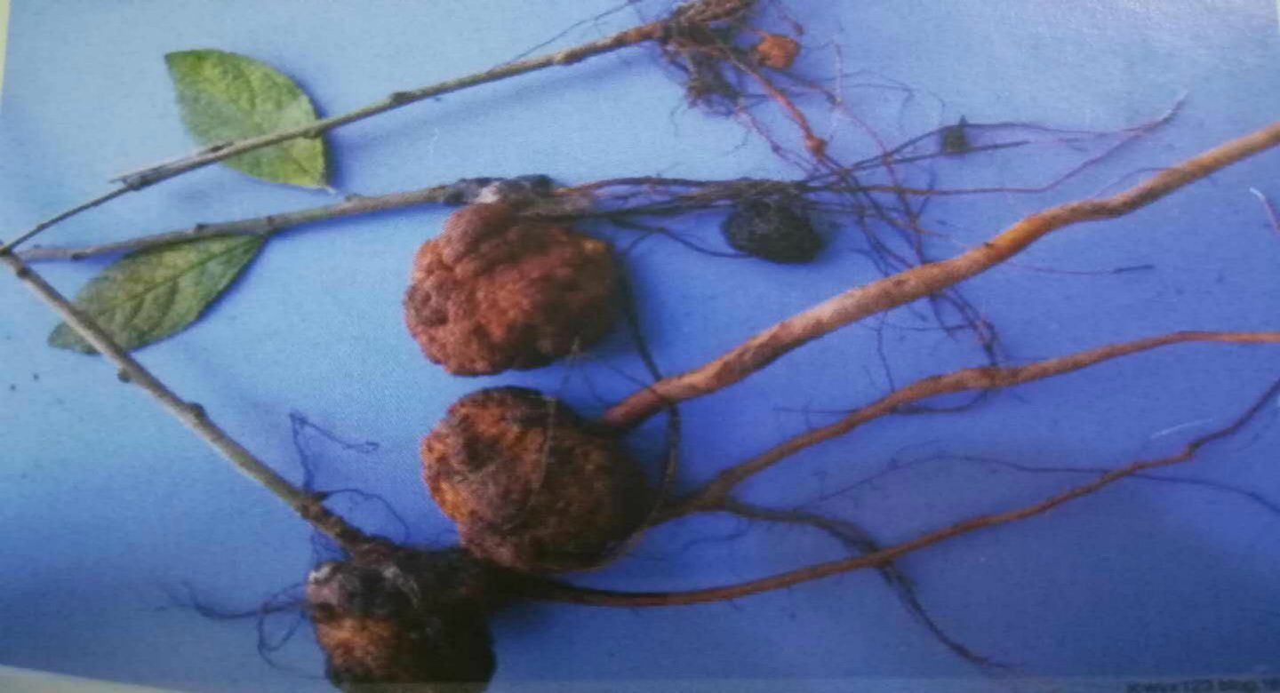 杏树根癌病危害非常大,你知道该如何进行防治吗?