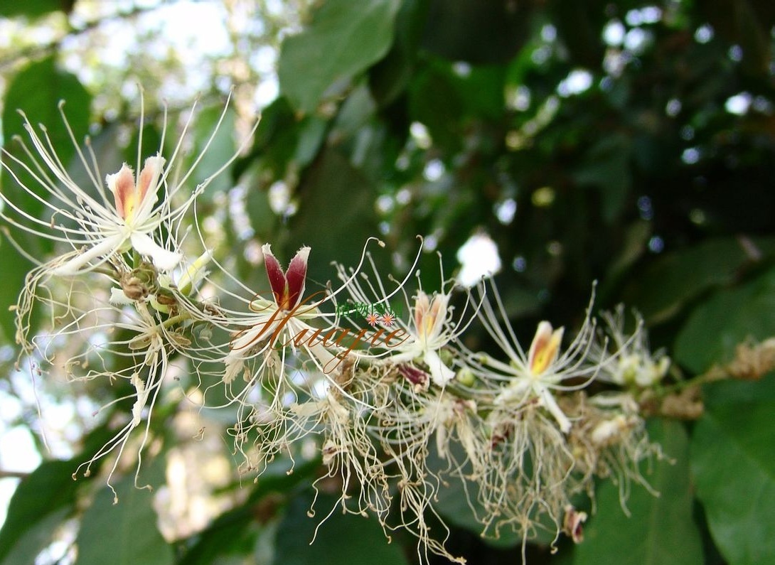 少蕊山柑知识免费科普,看一看你了解多少?