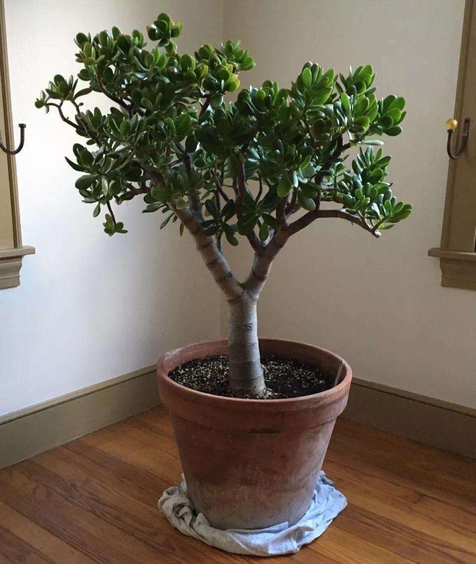 室内养玉树,注意3个"细节",叶油绿肥厚,枝子壮,长爆盆