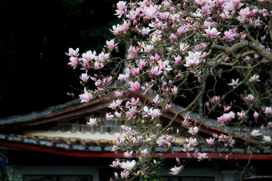 辛夷花开:林是旃檀,更无杂树;花惟薝卜,不嗅余香