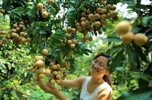 桂圆怎么种植图片