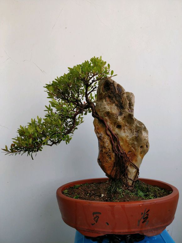 玩过盆景的人都知道,赤楠盆景,越是奇异古老的桩景更是真价难估,都