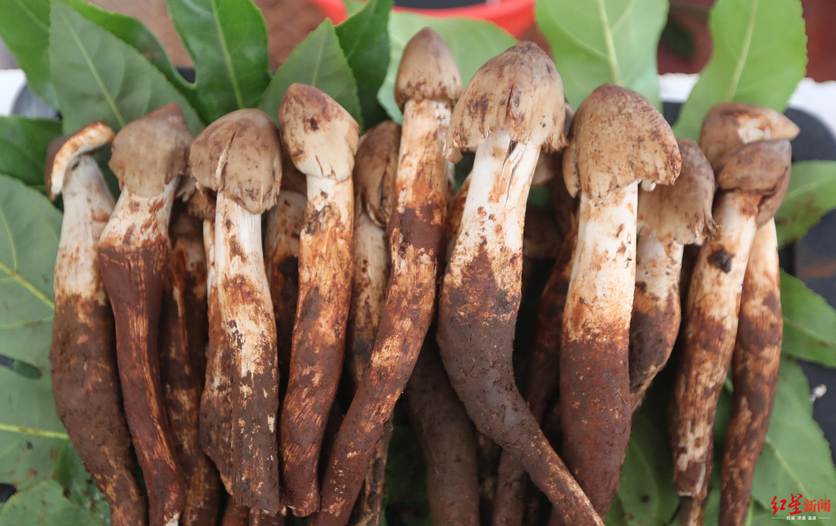 平民"菌痴"量产人工"鸡枞"