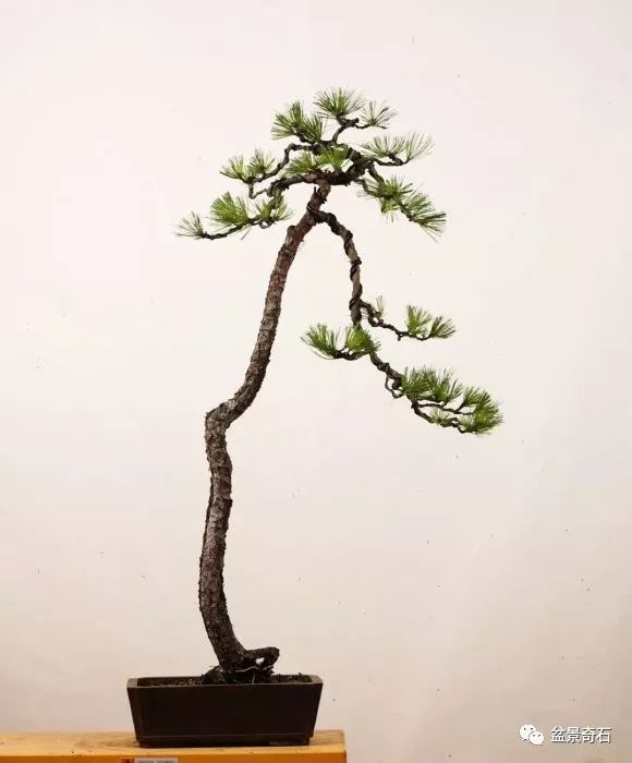 自然,典雅,简洁,空灵,──高杆"郑松"欣赏