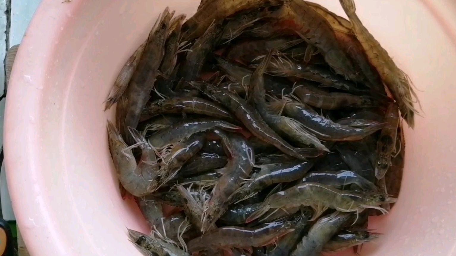 保存虾的最佳方法,几个月后都还很新鲜