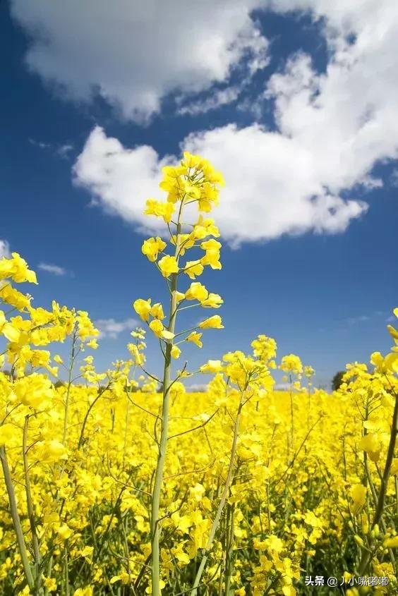 花舞花落泪,花哭花瓣飞