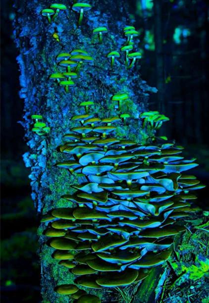 神奇而诡异的荧光菇,至今未能完全解释