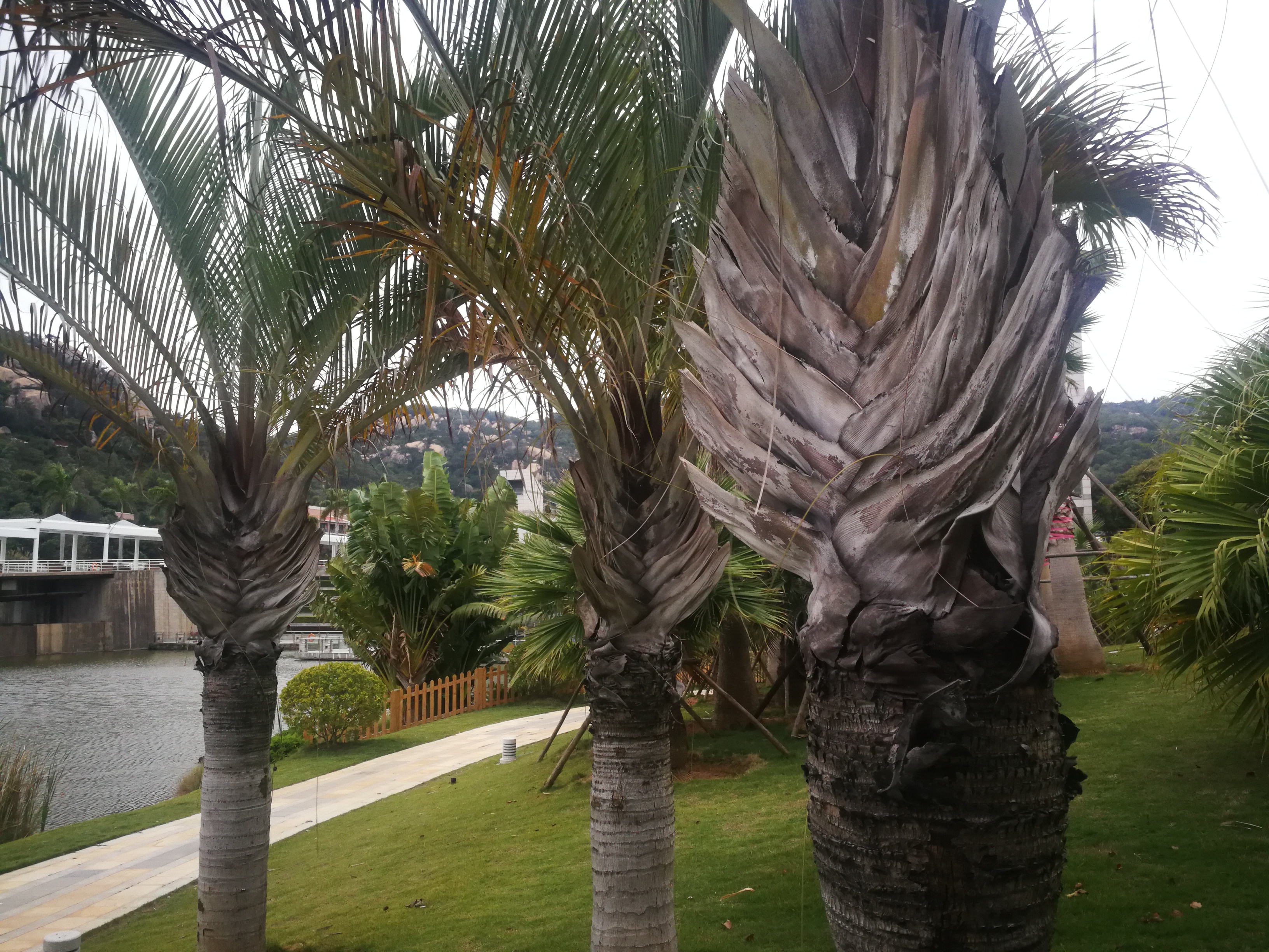 造型奇特的三角椰子,在厦门国家会计学院第一次看到