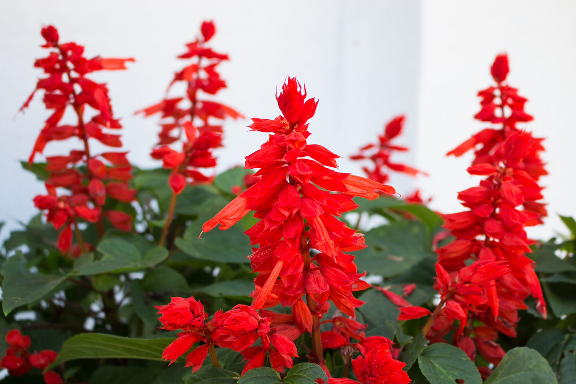 96串红种植方法和注意事项  94种植方法:  11566选择合适的