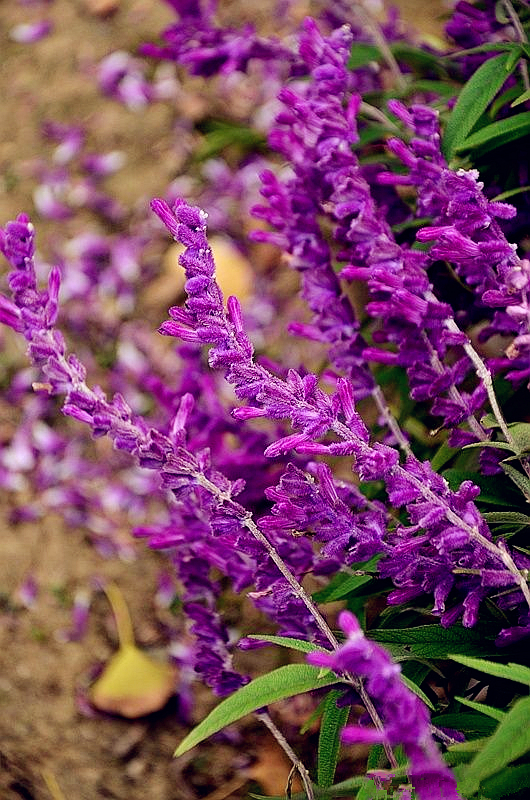 路边开紫色花的草图片