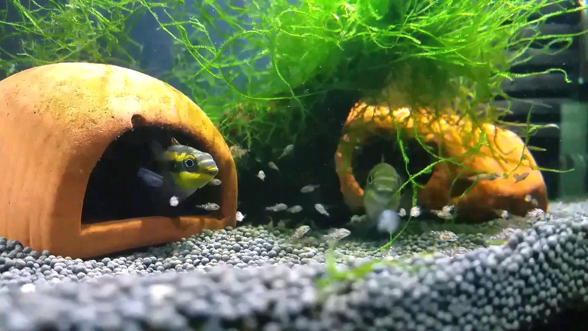 大鱼带着小鱼游,红肚凤凰鱼繁殖记录