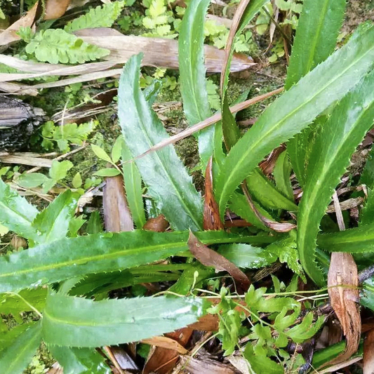 乡下6种"香菜",常错认是假野菜,香味独特,你认识几种?