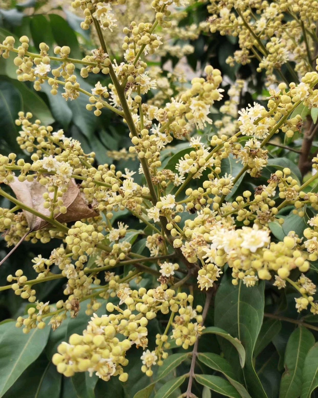 荔枝花上的小蜜蜂