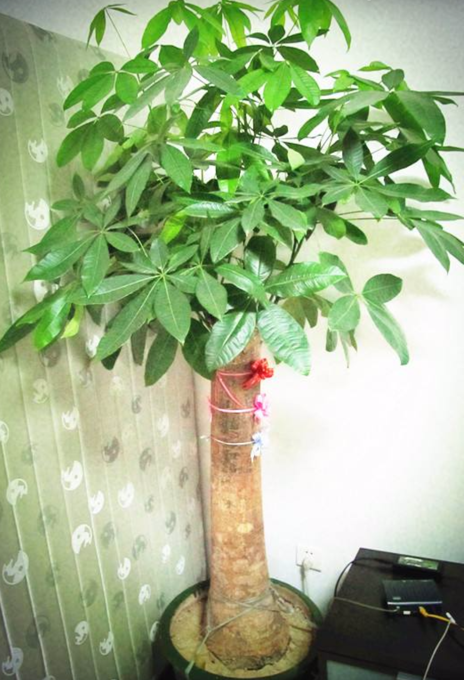 发财树的冬季养护及黄叶落叶后的处理!