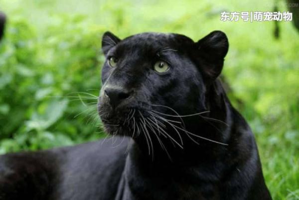 世界上最神秘的大猫, 美与力量之王, 黑色美洲豹!