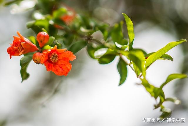 描写石榴花的诗句,你知道多少呢?