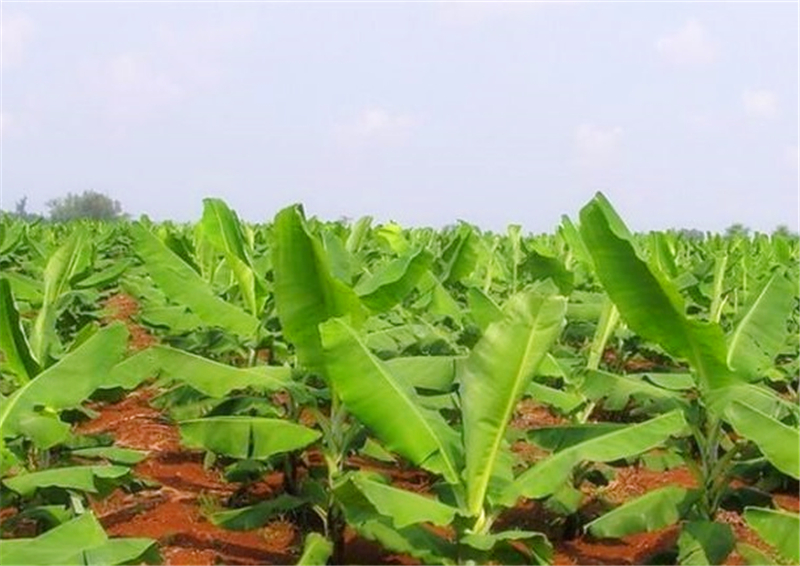 张大姐今年五十多岁了,但是种植香蕉仅仅才8年多的时间,以前一种从事