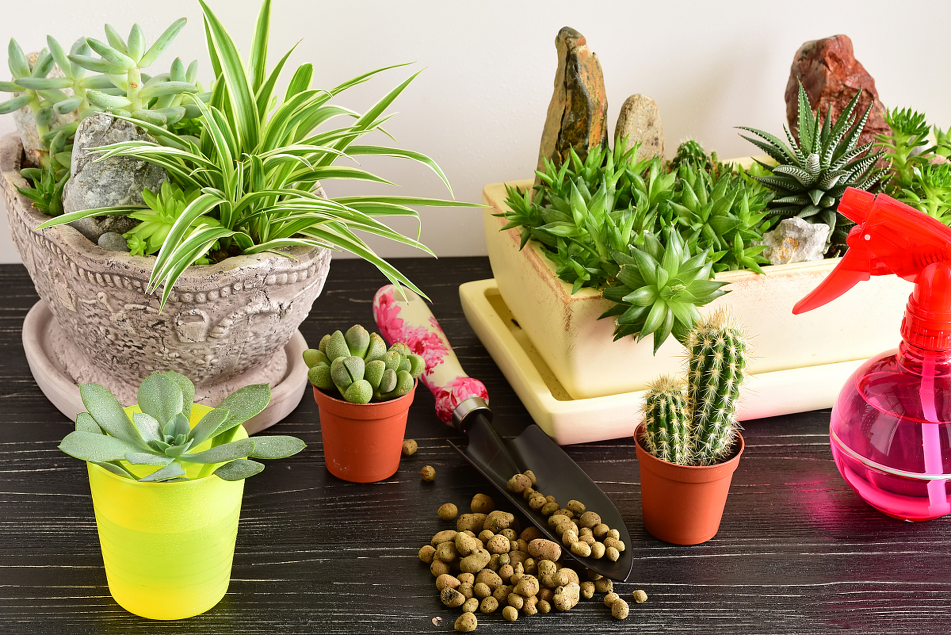 选择耐阴植物如仙人掌,多肉等,利用轻便容器如陶瓷盆,塑料盆或创意