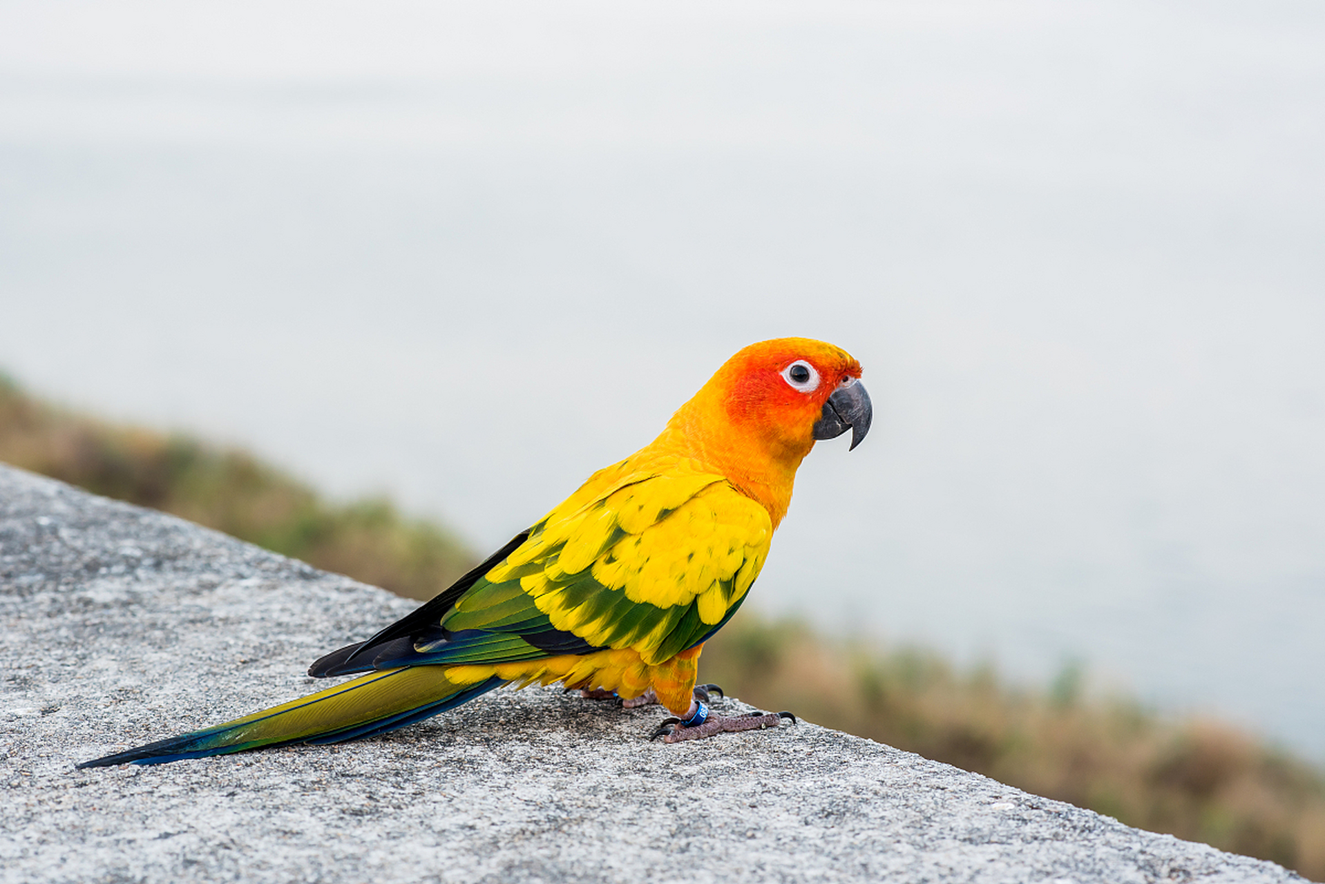 金黄锥尾鹦鹉是一种色彩鲜艳,形态优雅的鸟类,以其独特的金黄色羽毛和