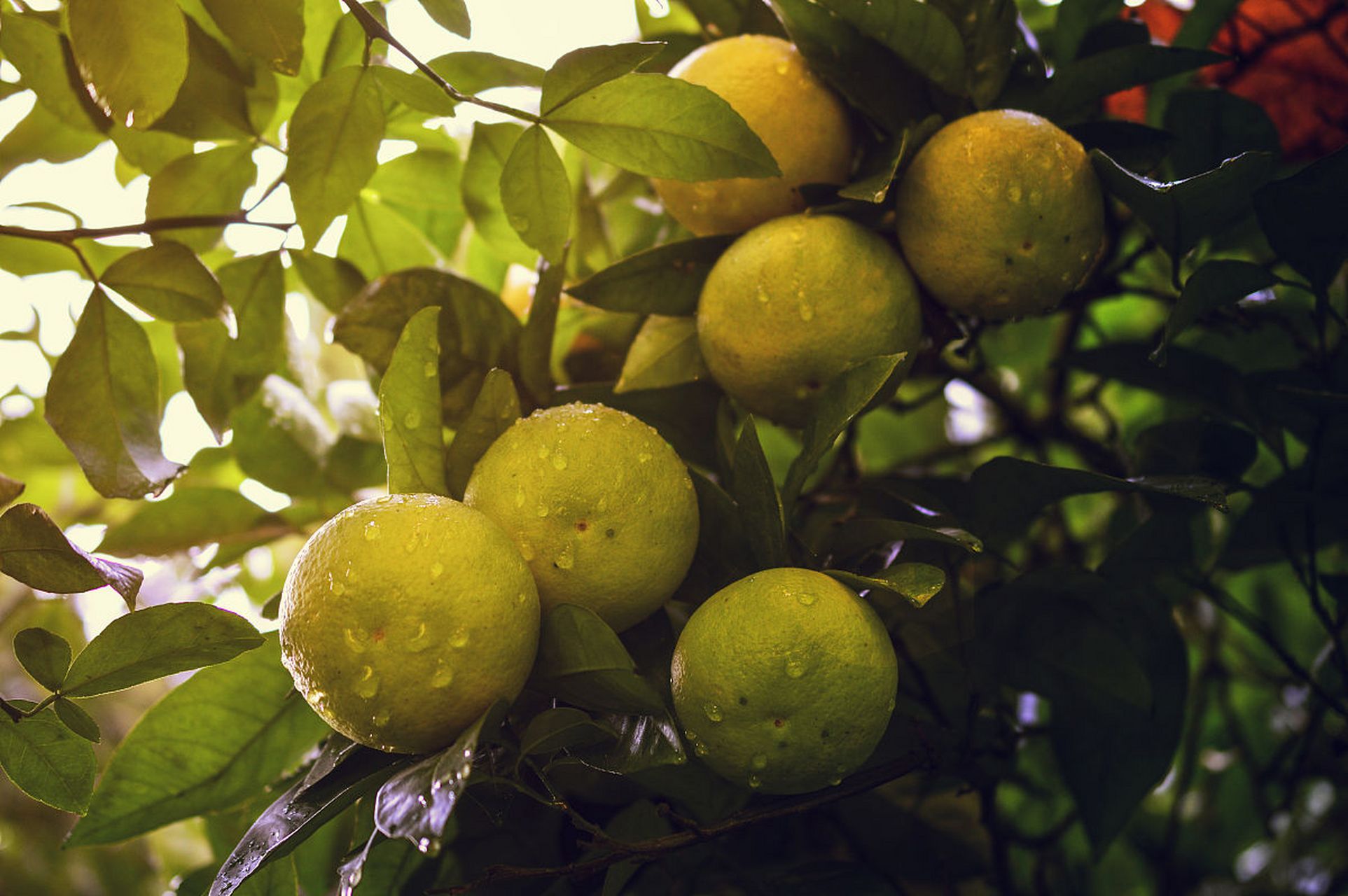 明清时期,每逢香橼出,士宦人家便用官哥二窑制作的盘子叠垒盛放