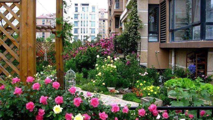 聪明人都喜欢养的三种吉祥花,旺家招财,全家人都喜欢