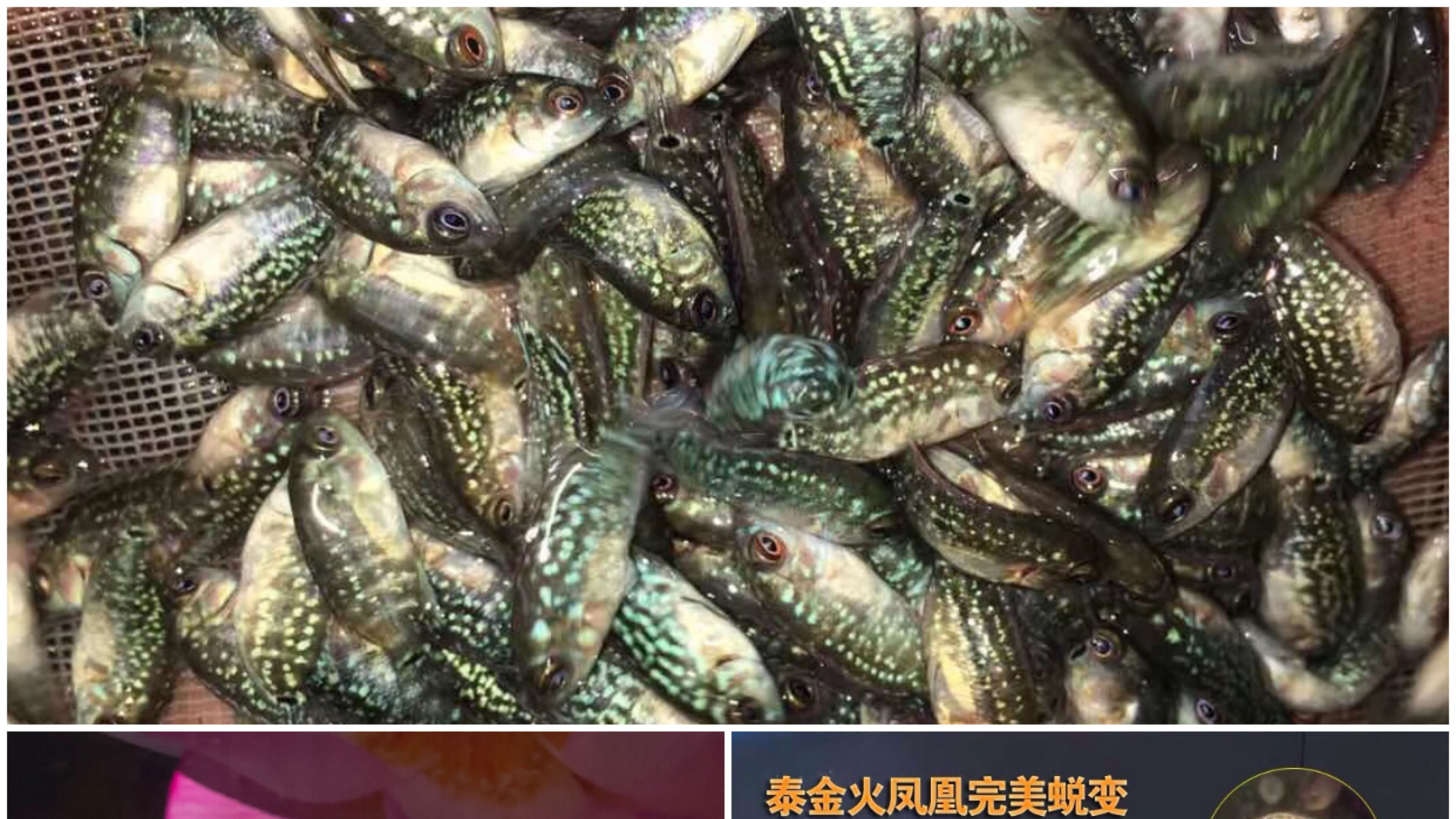 繁殖出1000多条罗汉鱼苗看下什么品种?