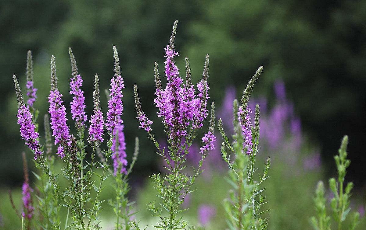 此外千屈菜还是一种全年生的植物,就连寒冷的冬天都能生长,关于千屈菜