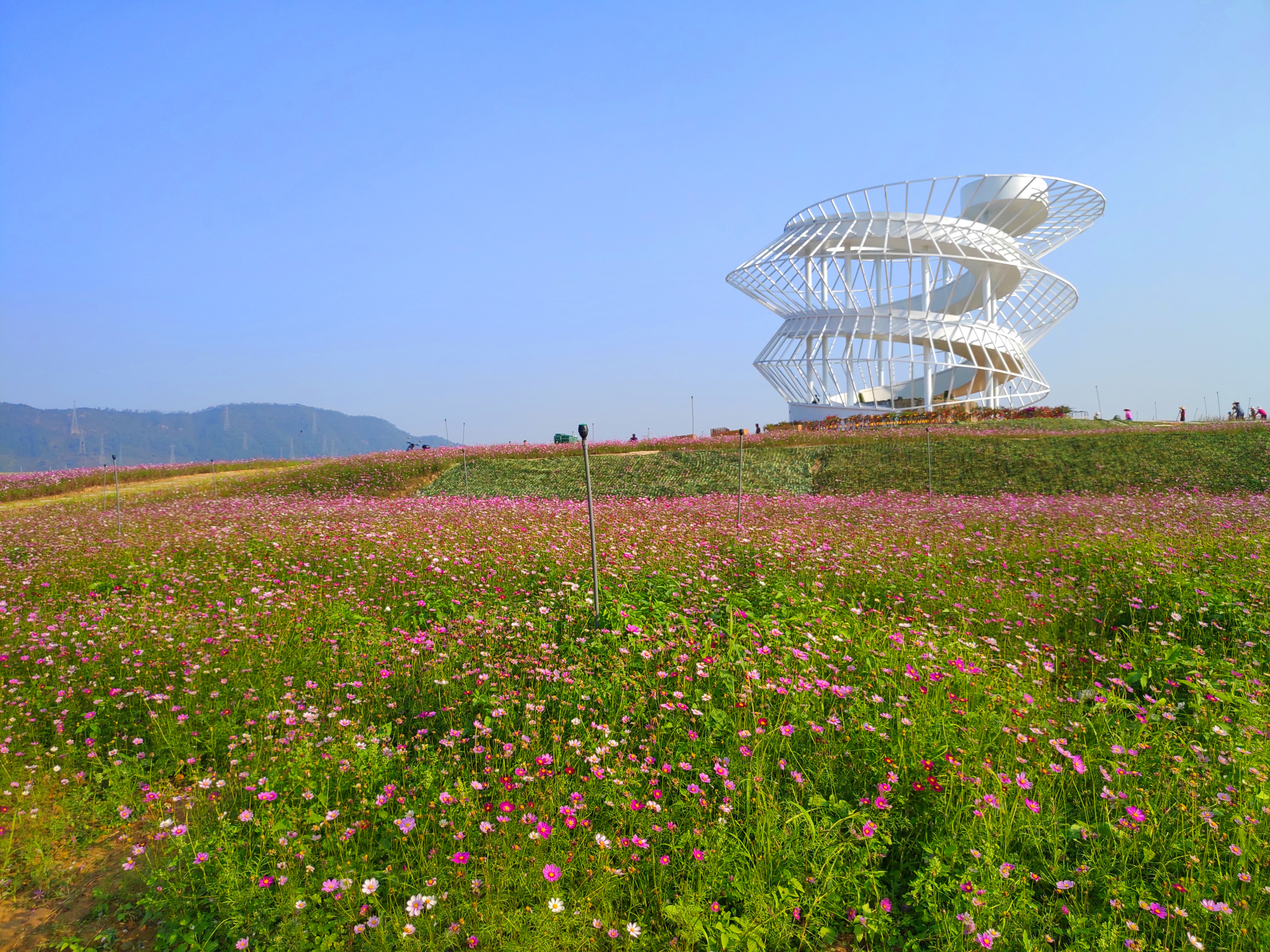 深圳免费花海景点图片