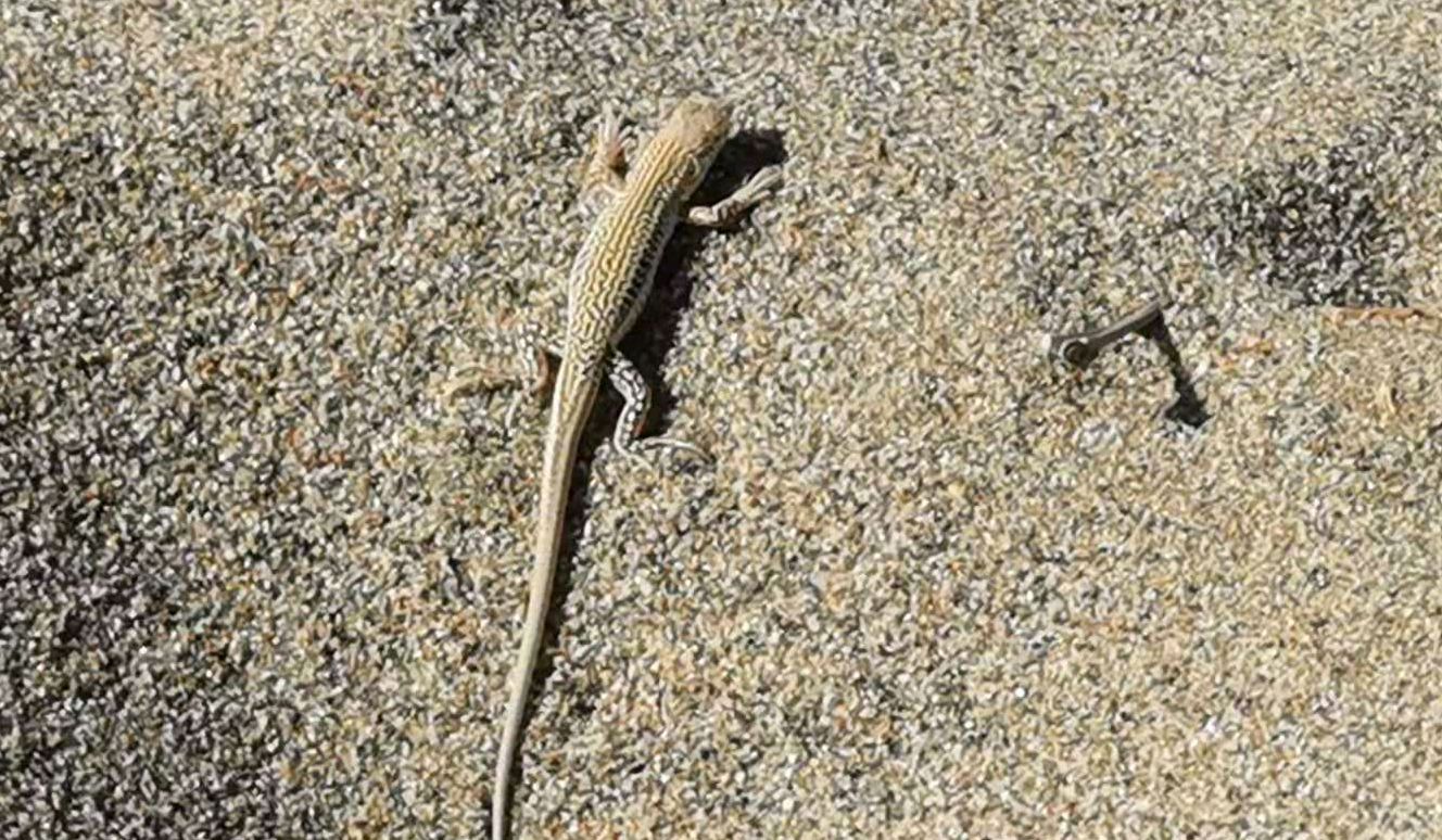 子昀堂|诗歌一首:一只壁虎爬过了沙漠