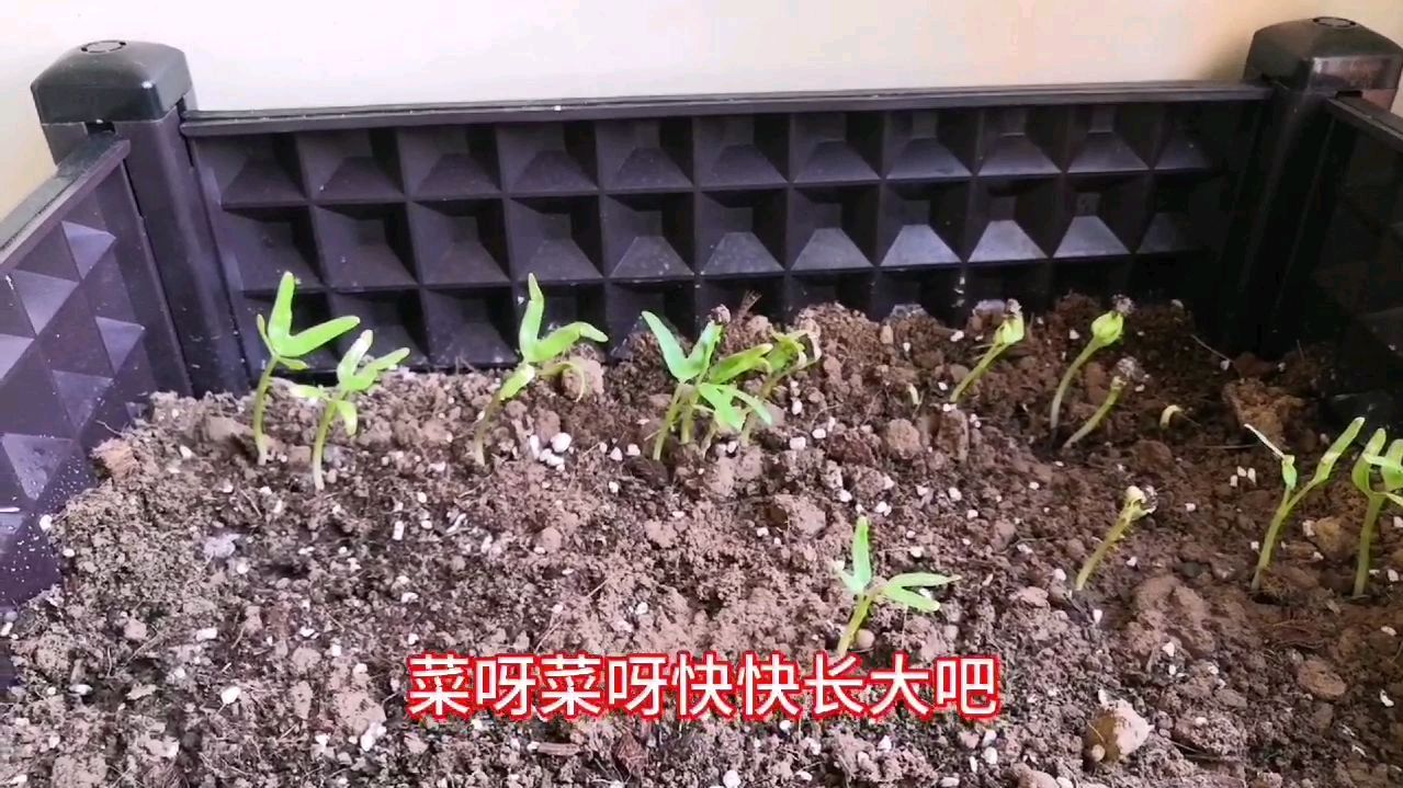 阳台育苗种菜第29天,老王高兴的唱了起来