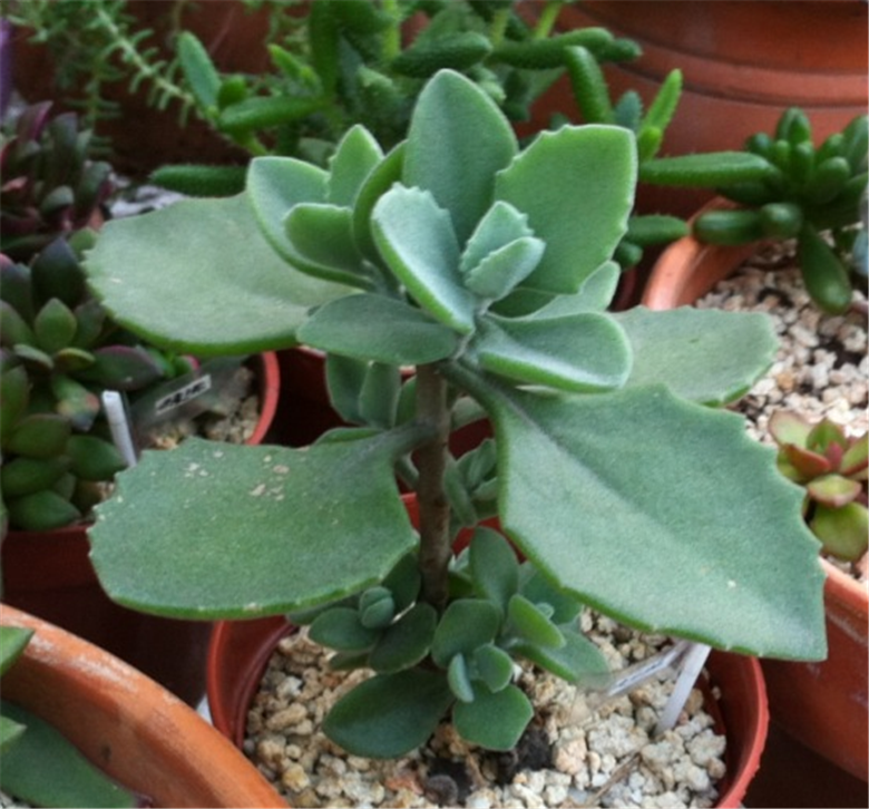 多肉界网红:千兔耳养殖及扦插方法详解