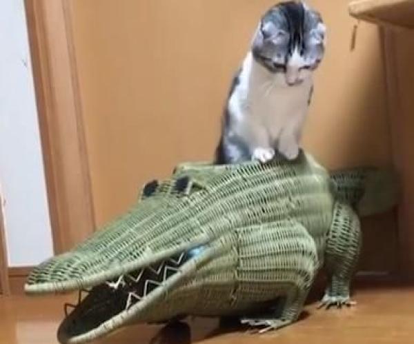 猫咪钻进鳄鱼嘴里后被卡住了,机智的猫咪换了种方式自救!