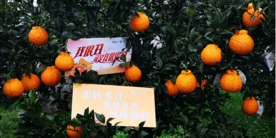 摘下2019年"第一颗果 蒲江丑柑今日起全球发售